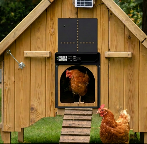 Morning Cluck automatic solar coop door installed on wooden A-frame chicken coop with hens
