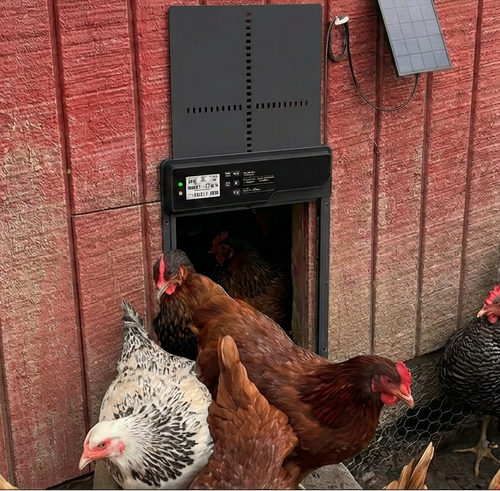 Automatic coop door on red barn wall with flock of chickens