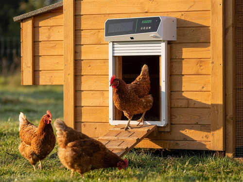Morning Cluck Roll-Shutter Pro white coop door open at sunrise, hen on ramp