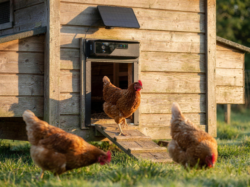 Morning Cluck Vision door open at sunrise, hen stepping out onto the ramp