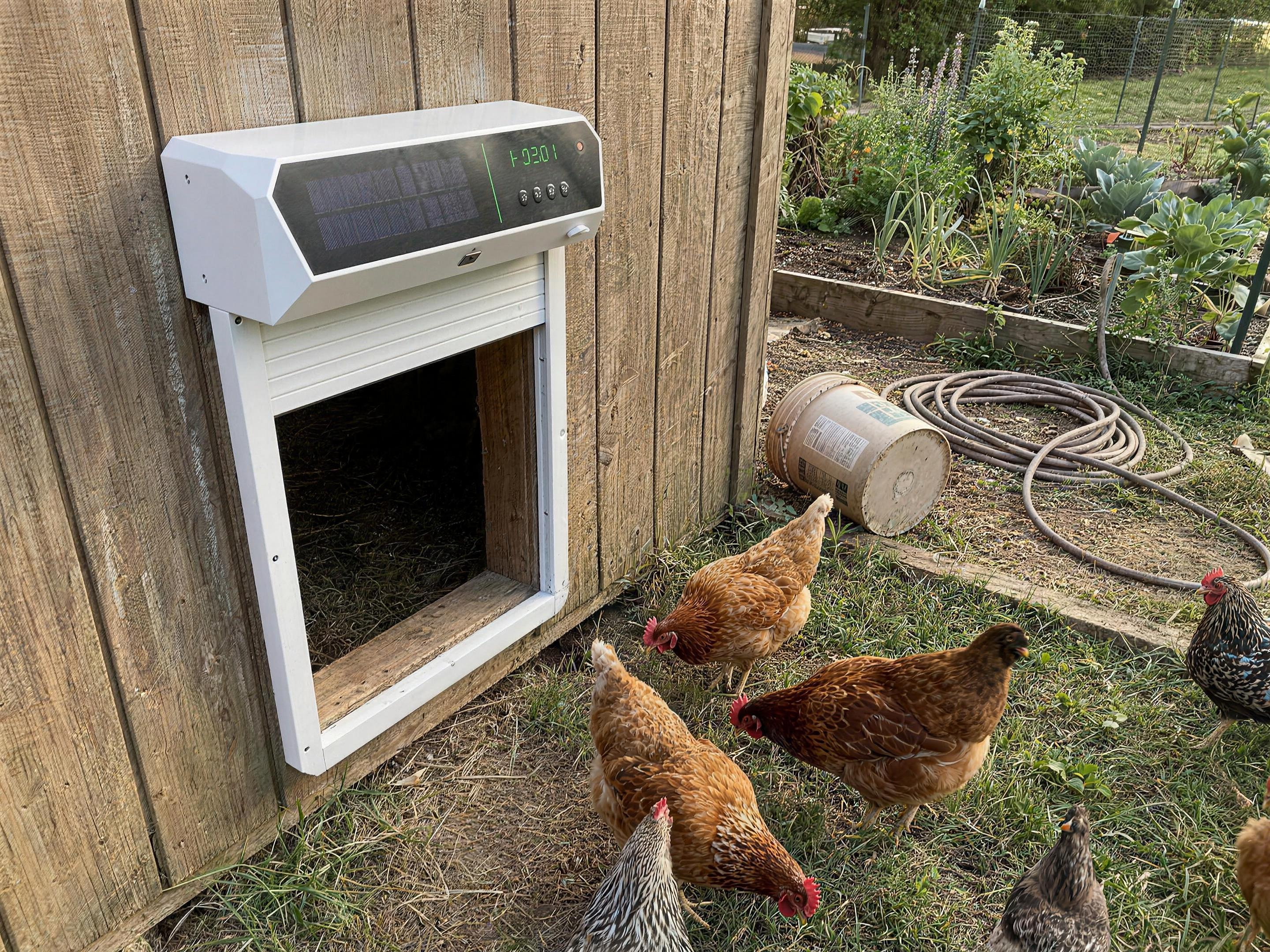 Roll-Shutter Pro open on a backyard coop, hens in the yard
